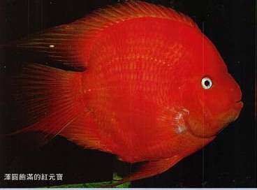 yuanbao parrot cichlid