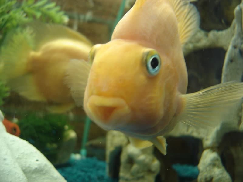 This is Oscar ParrotCichlid.com