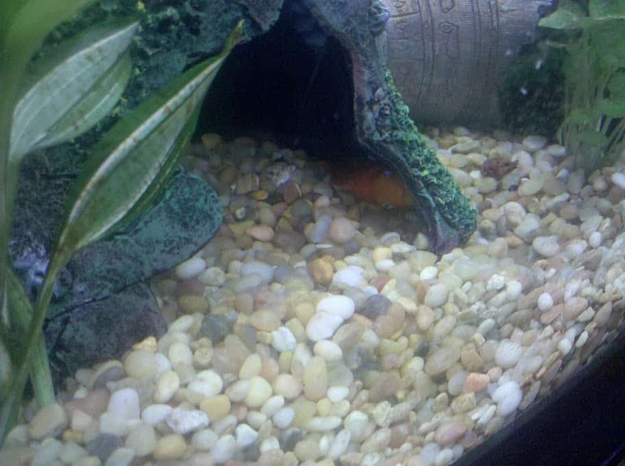 Why is my blood parrot always laying on its side 