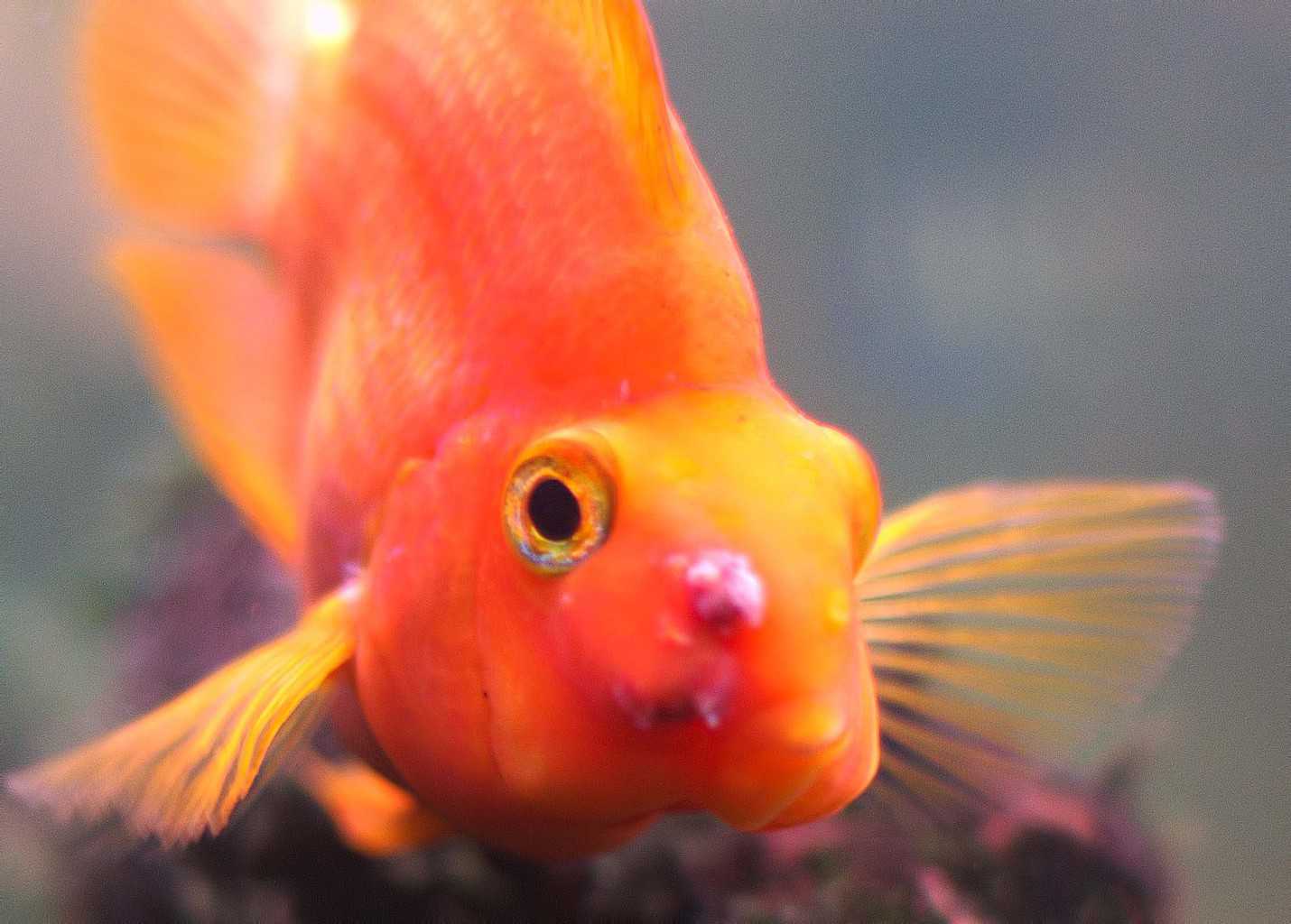 Blood Parrot Has A Raised Red Area With White On Top And One Cheek Looks Inflamed Parrotcichlid Com