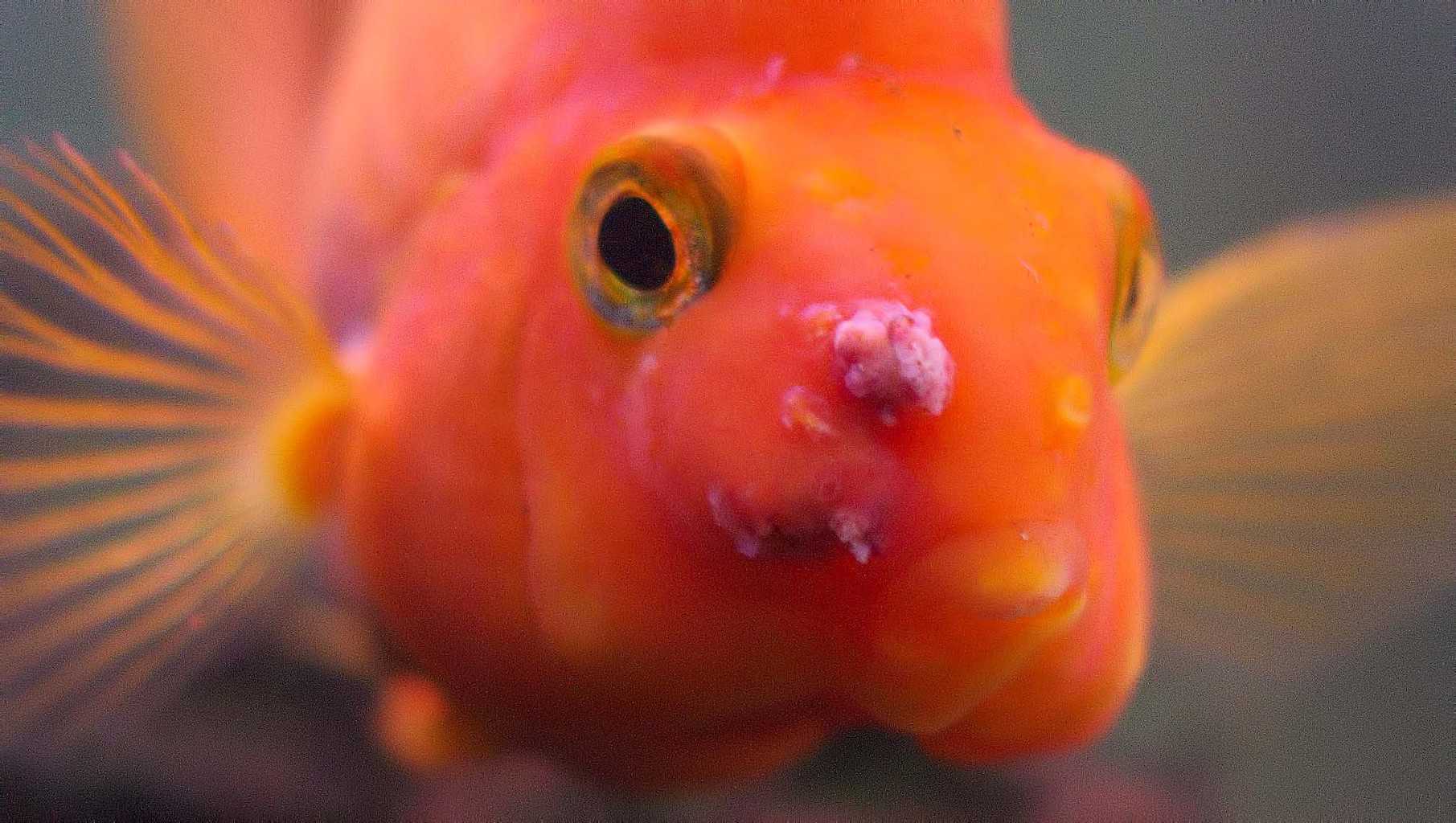 Blood Parrot Has A Raised Red Area With White On Top And One Cheek Looks Inflamed Parrotcichlid Com