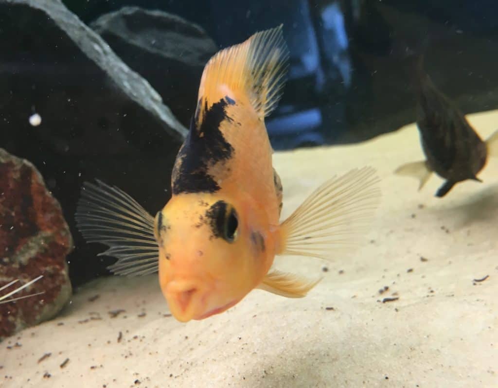 Why is my Parrot Cichlid turning black? | ParrotCichlid.com